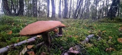 Photograph from Around Insh